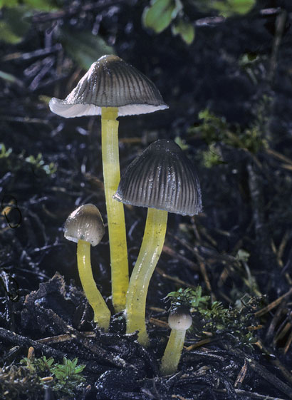 Mycena epipterygia var epipterygioides